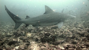 Costa Rica - Bullenhai - Tauchreise